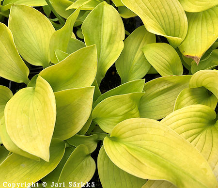 Hosta Tarhafunkia-Ryhm 'August Moon', tarhakuunlilja